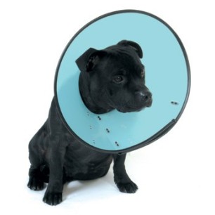 Smart collar No.0 cat