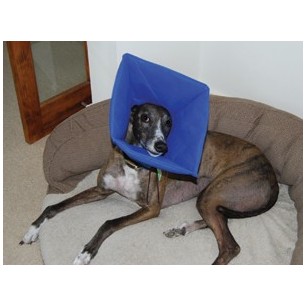 Smart collar No.1 small