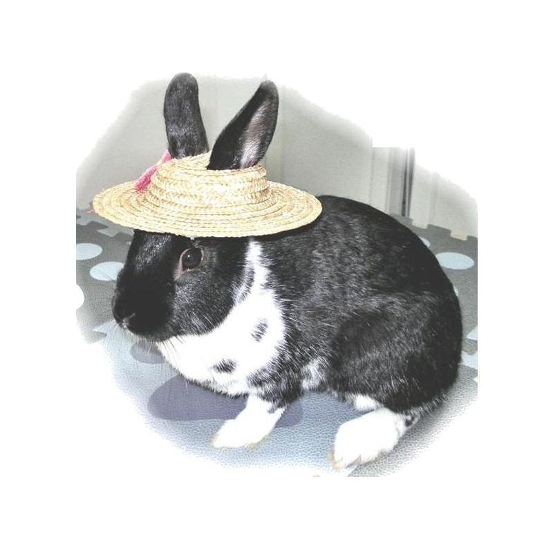 I’ll Eat My Hat – Edible Toy I’ll Eat My Hat – Edible Toy