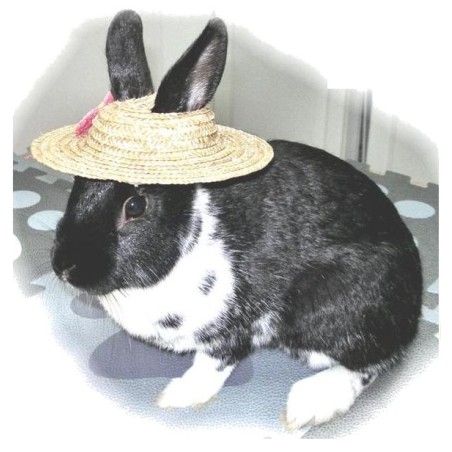 Καπέλο για Κουνέλια "I'll Eat My Hat"