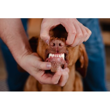NEW!! Almi Puppy & Mini Junior 3kg PlaqueOff