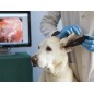 Wireless Video Otoscope Firefly Wireless Video Otoscope Firefly