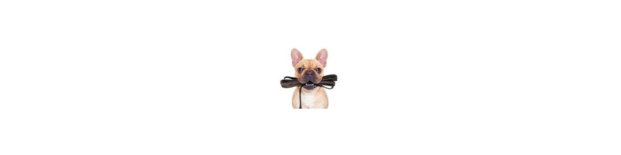 Pet Accessories