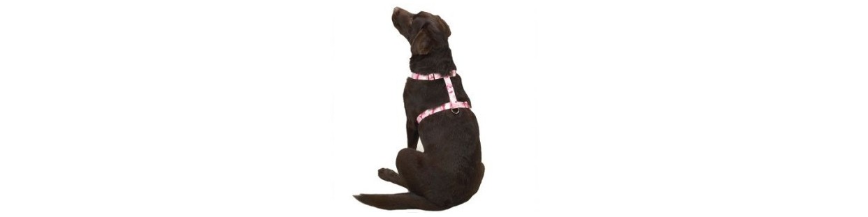 Harness