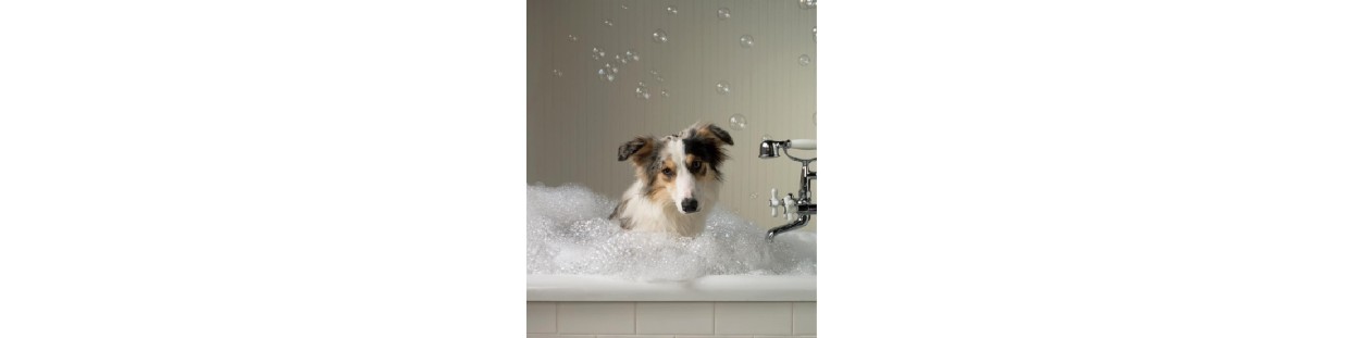 Pet Shampoos