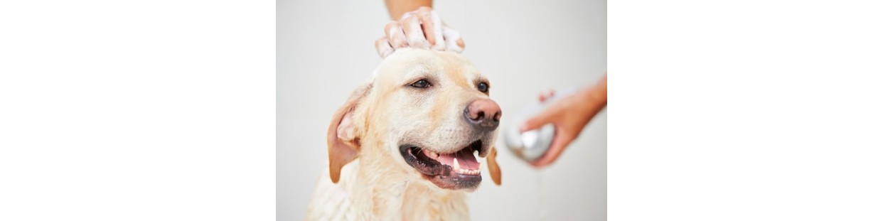 Pet Conditioner