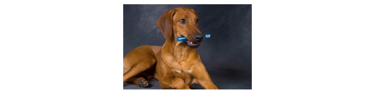 Pet Oral Health