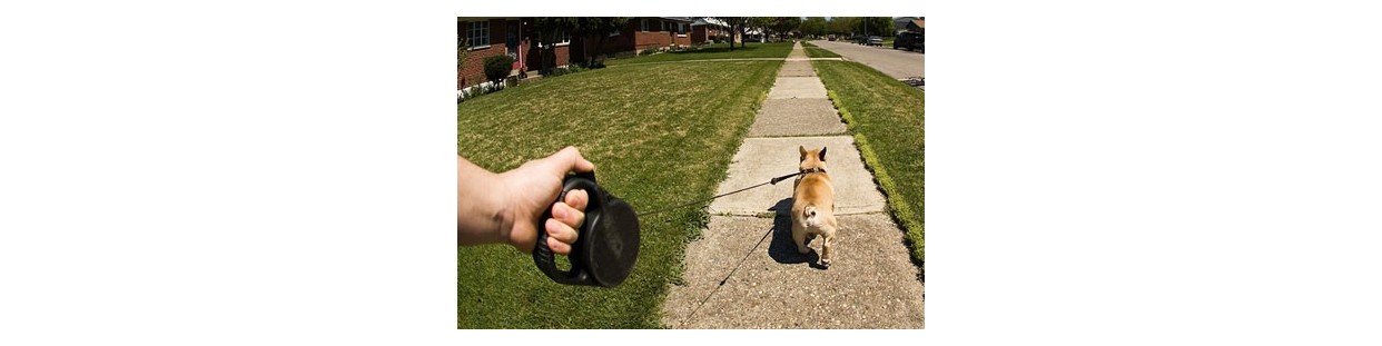 Flexi Leashes