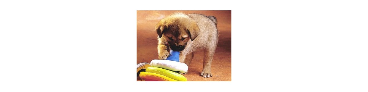 Pet Toys