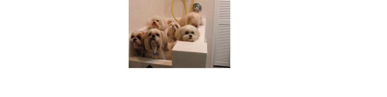 Professional Shampoos and Conditioners for pet salons