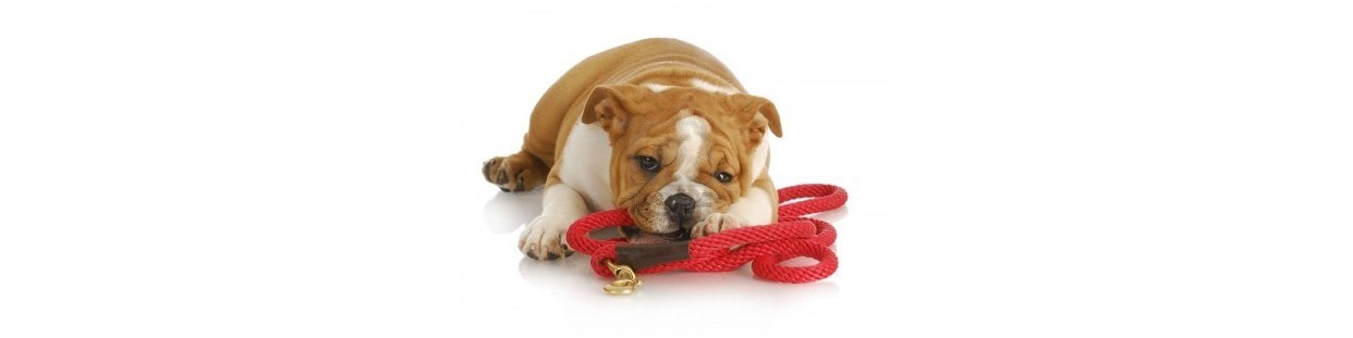 Leashes