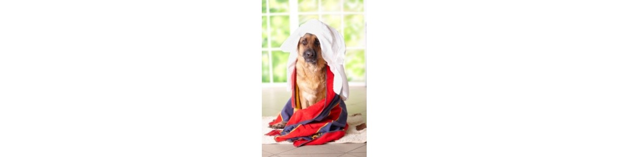 Pet Dryers