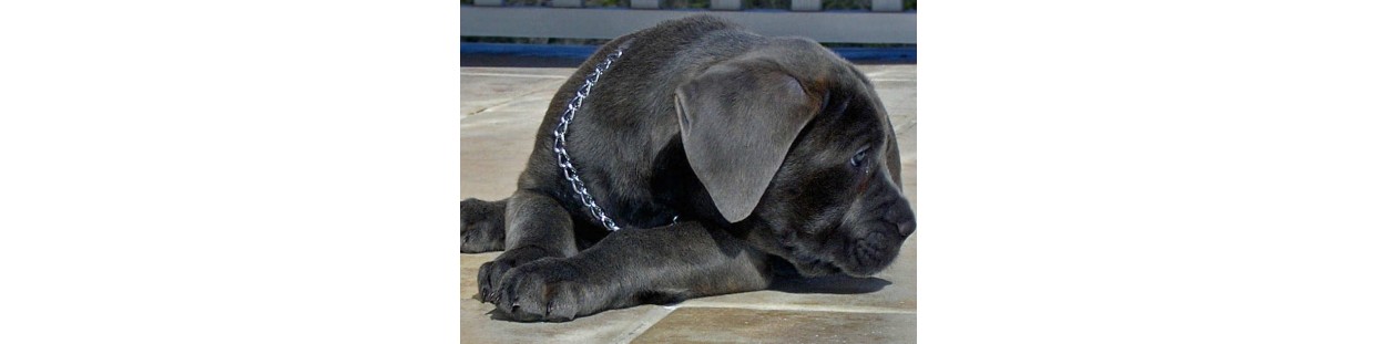 Chains - Choke Collars