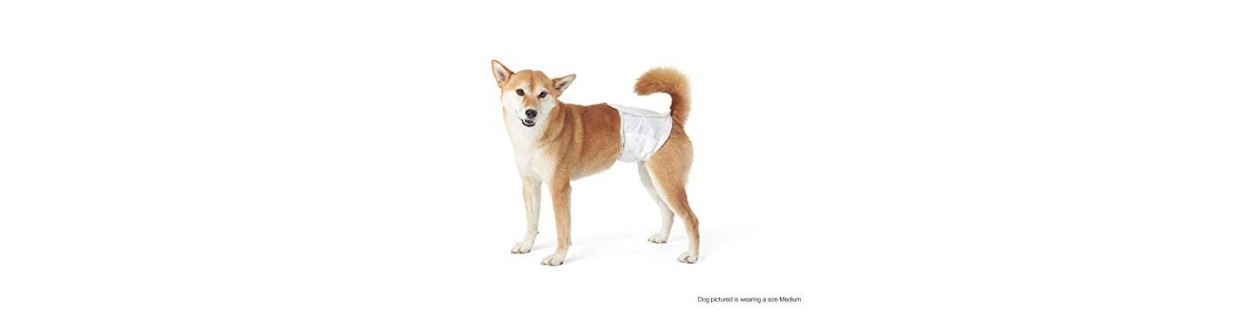 Underwear